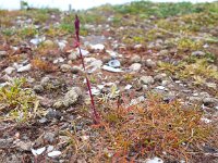 Poa bulbosa 12, Knolbeemdgras, Saxifraga-Jelle van Dijk