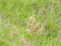 Poa bulbosa 13, Knolbeemdgras, Saxifraga-Rutger Barendse