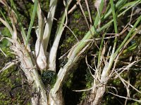 Poa bulbosa 2, Knolbeemdgras, Saxifraga-Rutger Barendse