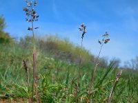 Poa bulbosa 3, Knolbeemdgras, Saxifraga-Ed Stikvoort