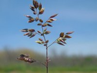 Poa bulbosa 4, Knolbeemdgras, Saxifraga-Ed Stikvoort