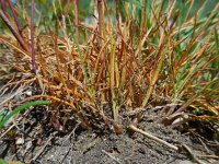 Poa bulbosa 5, Knolbeemdgras, Saxifraga-Ed Stikvoort