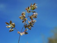 Poa bulbosa 7, Knolbeemdgras, Saxifraga-Ed Stikvoort