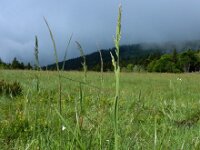 Poa chaixii 4, Bergbeemdgras, Saxifraga-Ed Stikvoort : 12 juni 2024 Col du Béal en richting Chamazel