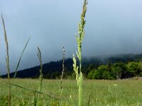 Poa chaixii 5, Bergbeemdgras, Saxifraga-Ed Stikvoort : 12 juni 2024 Col du Béal en richting Chamazel
