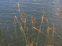 Poa compressa 5, Plat beemdgras, Saxifraga-Ed Stikvoort