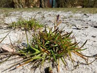 Poa infirma 6, Vroeg beemdgras, Saxifraga-Ed Stikvoort