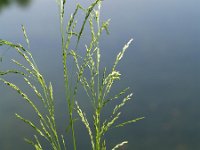 Poa palustris 1, Moerasbeemdgras, Saxifraga-Branko Bakan