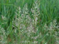 Poa pratensis ssp pratensis 19, Veldbeemdgras, Saxifraga-Ed Stikvoort