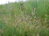 Poa pratensis ssp pratensis 20, Veldbeemdgras, Saxifraga-Ed Stikvoort