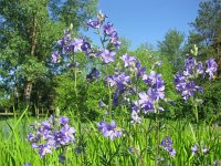 Polemonium caeruleum 8, Jacobsladder, Saxifraga-National Botanical Garden of Latvia