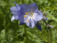 Polemonium caeruleum 1, Jacobsladder, Saxifraga-Marijke Verhagen