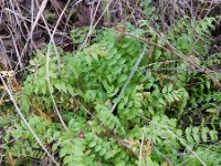 Polemonium caeruleum 3, Jacobsladder, Saxifraga-Rutger Barendse