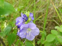 Polemonium caeruleum 4, Jacobsladder, Saxifraga-Rutger Barendse