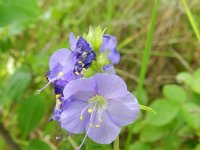 Polemonium caeruleum 5, Jacobsladder, Saxifraga-Rutger Barendse