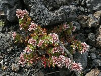 Polycarpaea divaricata