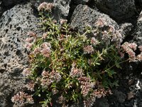 Polycarpaea divaricata 2, Saxifraga-Hans Grotenhuis