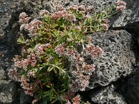 Polycarpaea divaricata 4, Saxifraga-Hans Grotenhuis