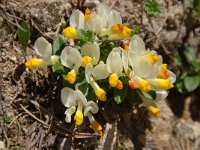 Polygala chamaebuxus 32, Saxifraga-Luuk Vermeer