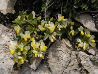 Polygala chamaebuxus 33, Saxifraga-Luuk Vermeer