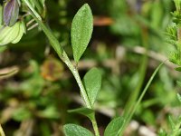 Polygala serpyllifolia 10, Liggende vleugeltjesbloem, Saxifraga-Sonja Bouwman