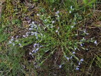 Polygala serpyllifolia 11, Liggende vleugeltjesbloem, Saxifraga-Ed Stikvoort : Dame de l'Hermitage Col de la Loge en Sagne Bourrue en La Pigne