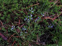 Polygala serpyllifolia 12, Liggende vleugeltjesbloem, Saxifraga-Ed Stikvoort : Dame de l'Hermitage Col de la Loge en Sagne Bourrue en La Pigne