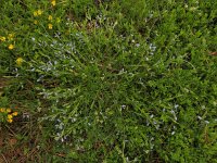 Polygala serpyllifolia 13, Liggende vleugeltjesbloem, Saxifraga-Ed Stikvoort : Dame de l'Hermitage Col de la Loge en Sagne Bourrue en La Pigne