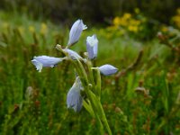 Polygala serpyllifolia 16, Liggende vleugeltjesbloem, Saxifraga-Ed Stikvoort : Col de la Loge en Sagne Bourrue en La Pigne s9900
