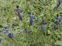 Polygala serpyllifolia 5, Liggende vleugeltjesbloem, Saxifraga-Willem van Kruijsbergen