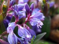 Polygala serpyllifolia 8, Liggende vleugeltjesbloem, Saxifraga-Hans Dekker