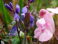 Polygala serpyllifolia 9, Liggende vleugeltjesbloem, Saxifraga-Hans Dekker