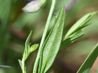Polygala vulgaris 16, Gewone vleugeltjesbloem, Saxifraga-Sonja Bouwman  Gewone vleugeltjesbloem - Polygala vulgaris - Polygalaceae familie