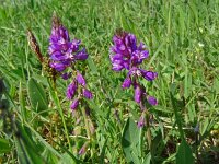 Polygala vulgaris 20, Gewone vleugeltjesbloem, Saxifraga-Hans Grotenhuis