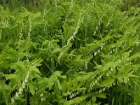Polygonatum multiflorum 54, Gewone salomonszegel, Saxifraga-Ed Stikvoort