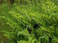 Polygonatum multiflorum 56, Gewone salomonszegel, Saxifraga-Ed Stikvoort