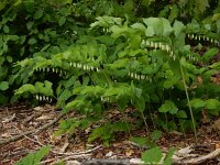 Polygonatum multiflorum 58, Gewone salomonszegel, Saxifraga-Ed Stikvoort