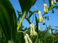 Polygonatum multiflorum 59, Gewone salomonszegel, Saxifraga-Ed Stikvoort