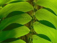 Polygonatum multiflorum 61, Gewone salomonszegel, Saxifraga-Ed Stikvoort