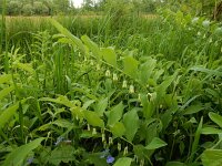 Polygonatum multiflorum 62, Gewone salomonszegel, Saxifraga-Ed Stikvoort