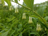Polygonatum multiflorum 63, Gewone salomonszegel, Saxifraga-Ed Stikvoort