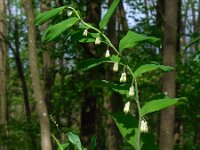Polygonatum multiflorum 64, Gewone salomonszegel, Saxifraga-Ed Stikvoort