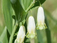 Polygonatum odoratum 39, Welriekende salomonszegel, Saxifraga-Sonja Bouwman  542. Welriekende salomonszegel - Polygonatum odoratum - Asparagaceae familie (i) Meijendel, Katwijk aan Zee