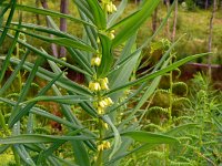 Polygonatum verticillatum 15, Kranssalomonszegel, Saxifraga-Hans Grotenhuis