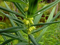 Polygonatum verticillatum 16, Kranssalomonszegel, Saxifraga-Hans Grotenhuis