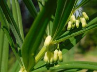 Polygonatum verticillatum 23, Kranssalomonszegel, Saxifraga-Ed Stikvoort