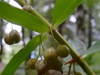 Polygonatum verticillatum 25, Kranssalomonszegel, Saxifraga-Ed Stikvoort