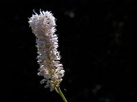 Polygonum bistorta 20, Adderwortel, Saxifraga-Marijke Verhagen