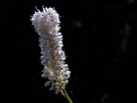 Polygonum bistorta 21, Adderwortel, Saxifraga-Marijke Verhagen