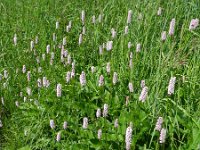 Polygonum bistorta 27, Adderwortel, Saxifraga-Rutger Barendse